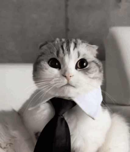 cat-business.png