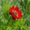 Flowers of Adonis