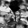 Black rose